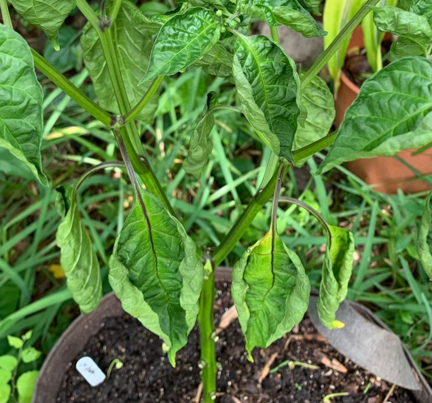 pepper leaves