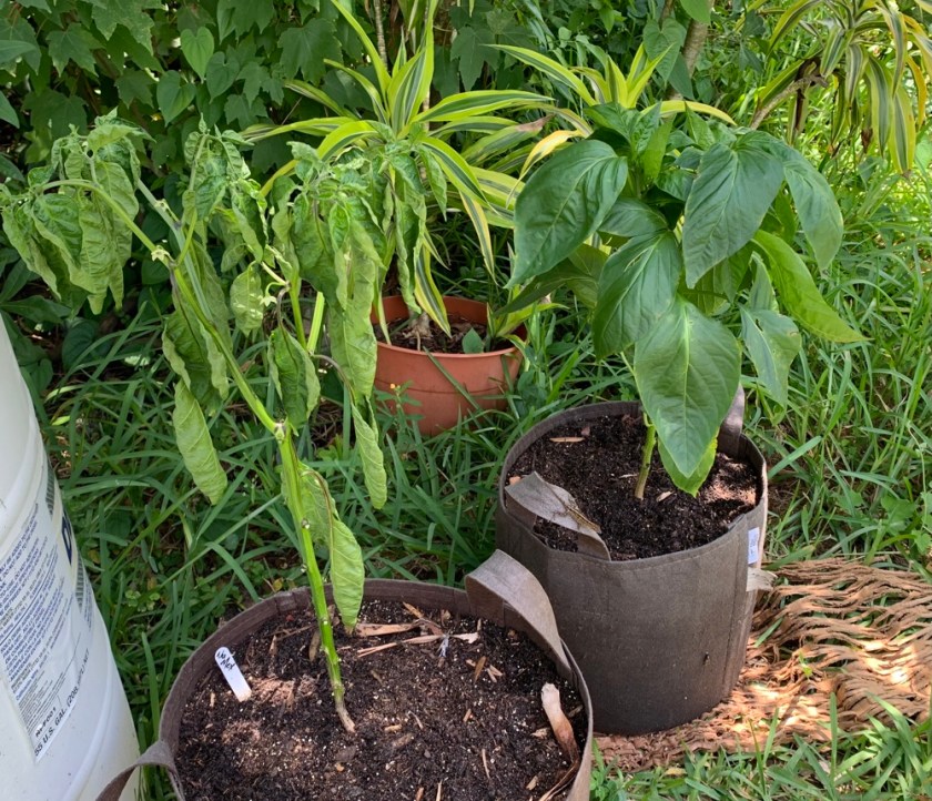 pepper plant transplanted to grow bag