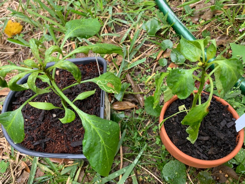 pepper plants with disease