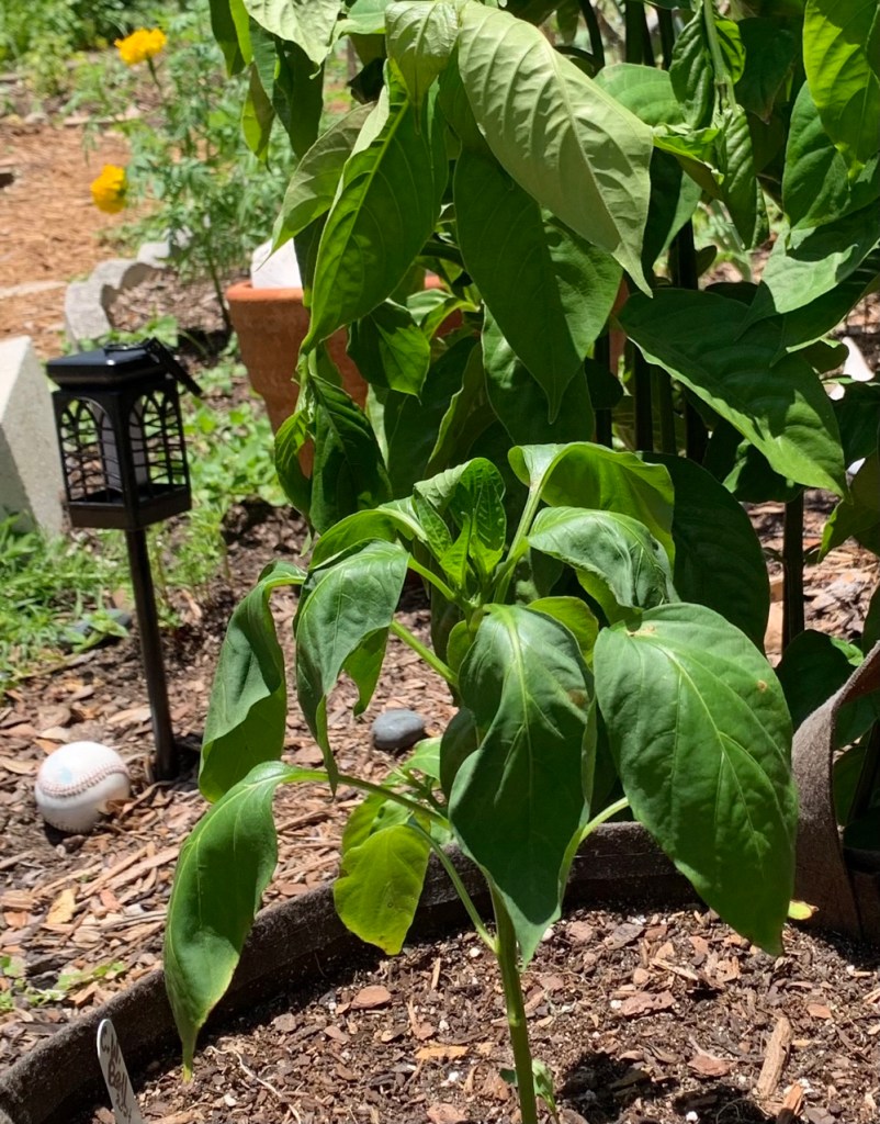 garden pepper plants wilting in sun