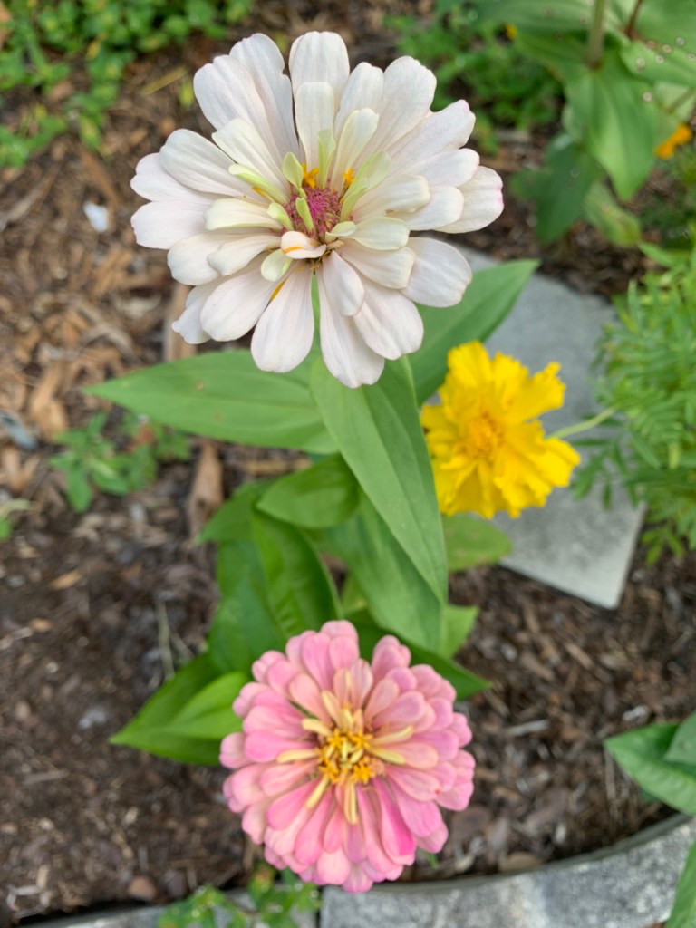 pale pink and white zinnia