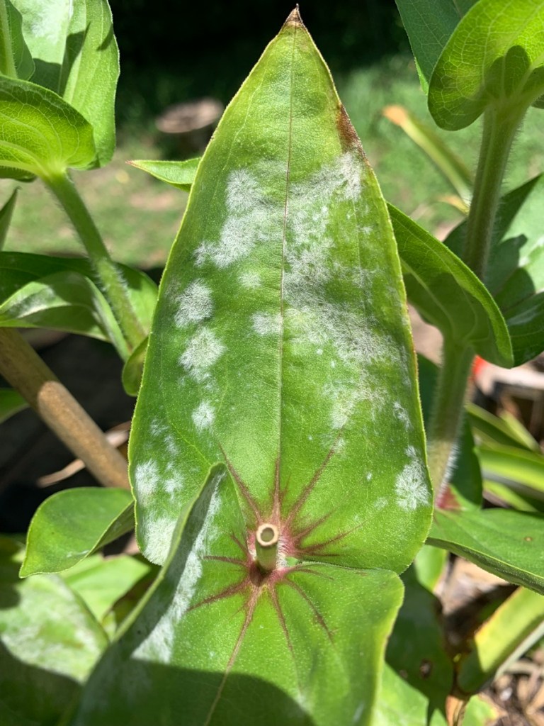 zinnia powdery mildew