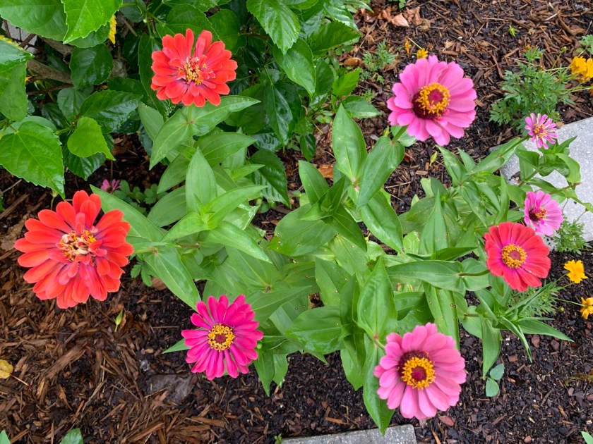 zinnia garden