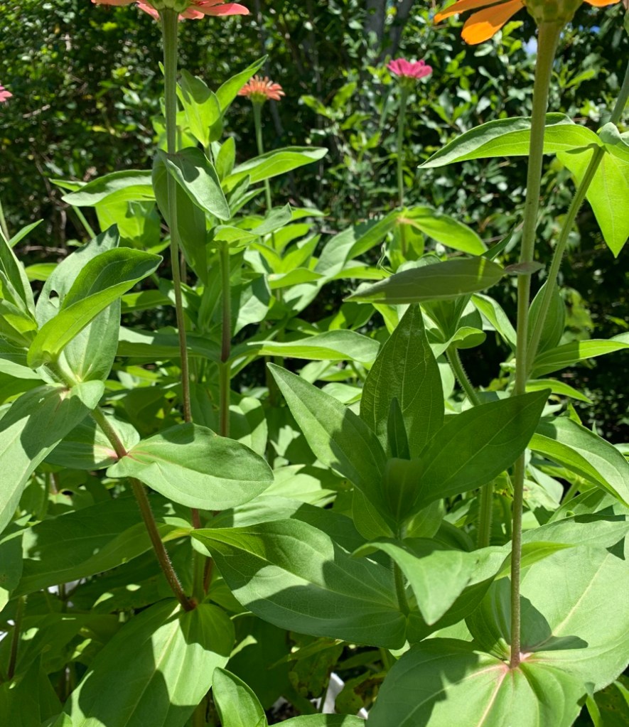 Green zinnia leaves