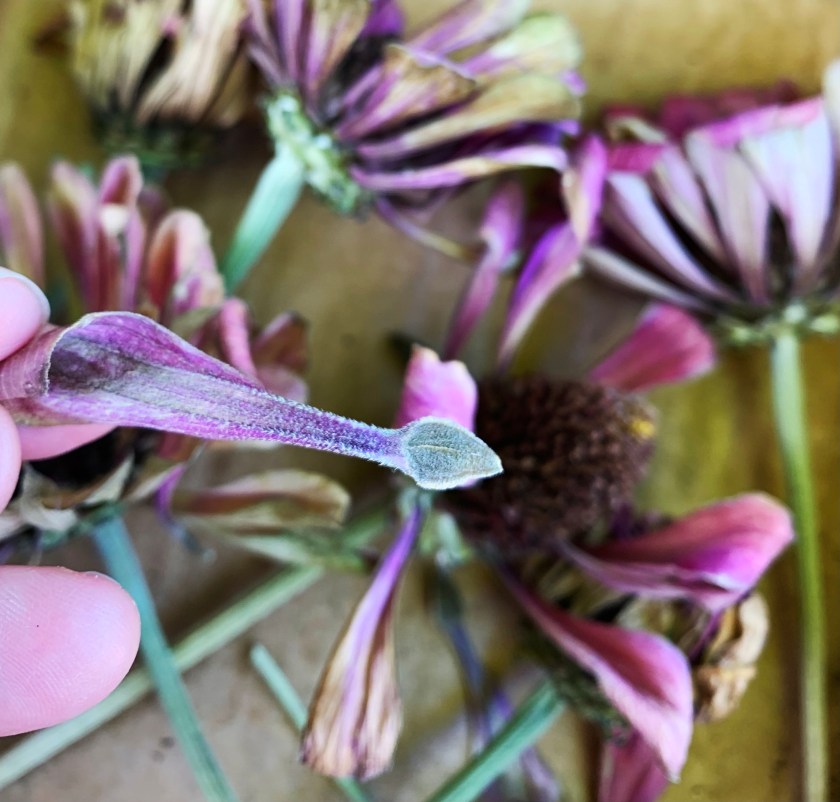 Zinnia seed and petal