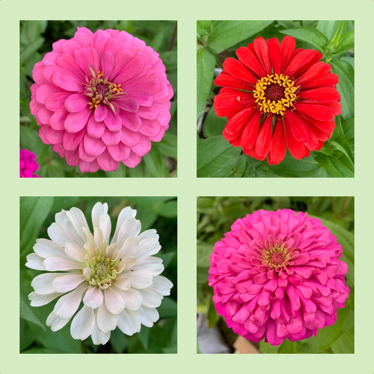 More Zinnia Love