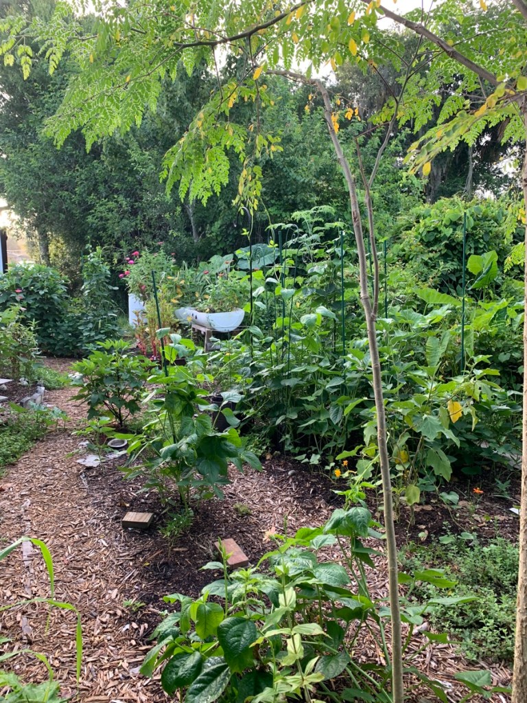 growing garden summer