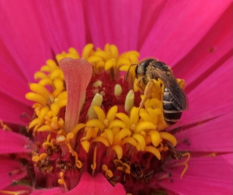 bee on flower