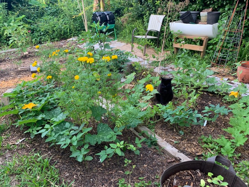 cat in garden