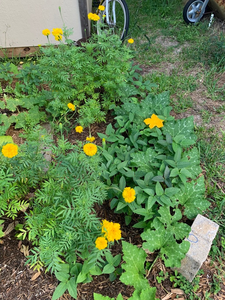 cover crop summer florida garden