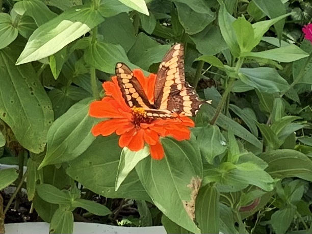 giant swallowtail on orange zinnia