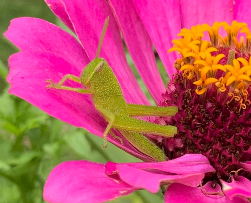 grasshopper on zinnia