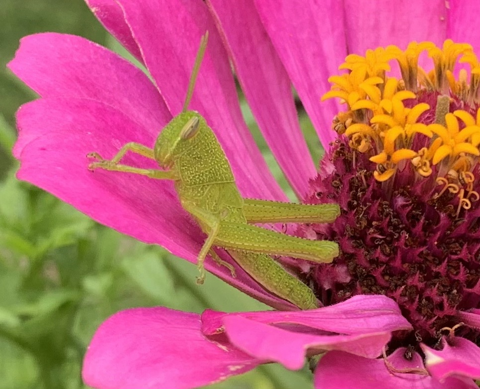 grasshopper on zinnia
