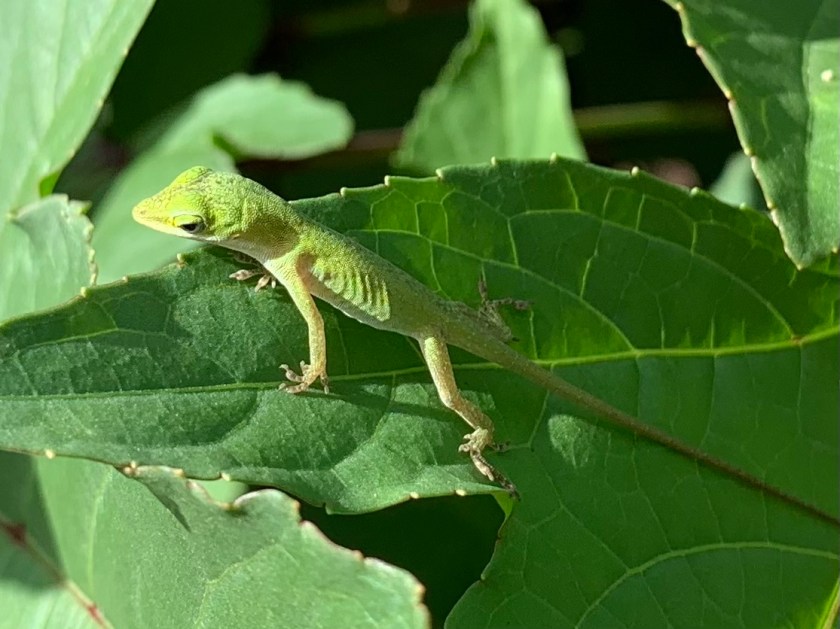 green anole lizard