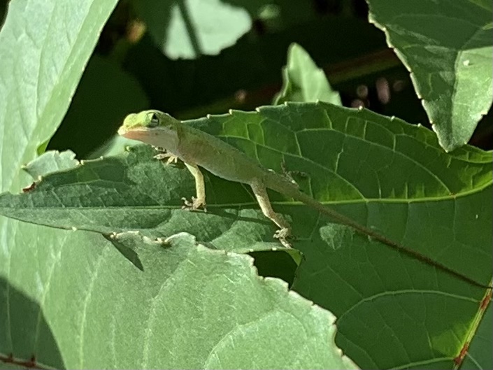 green anole lizard