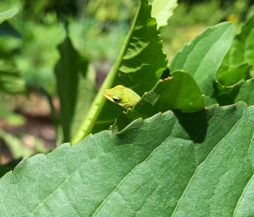 green anole lizard