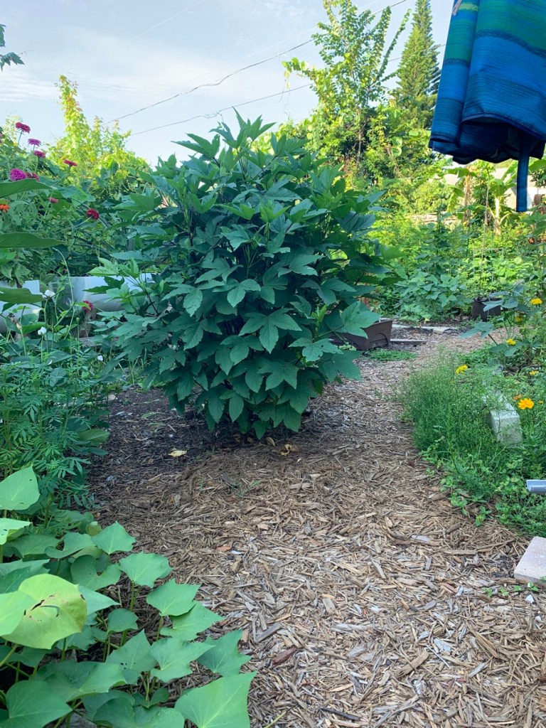 mulch path in garden around a wide roselle plant