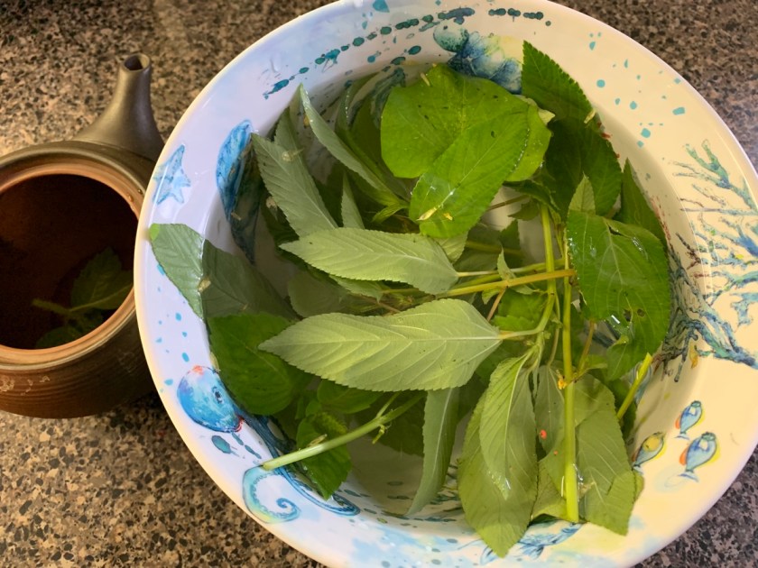 herbal tea from garden