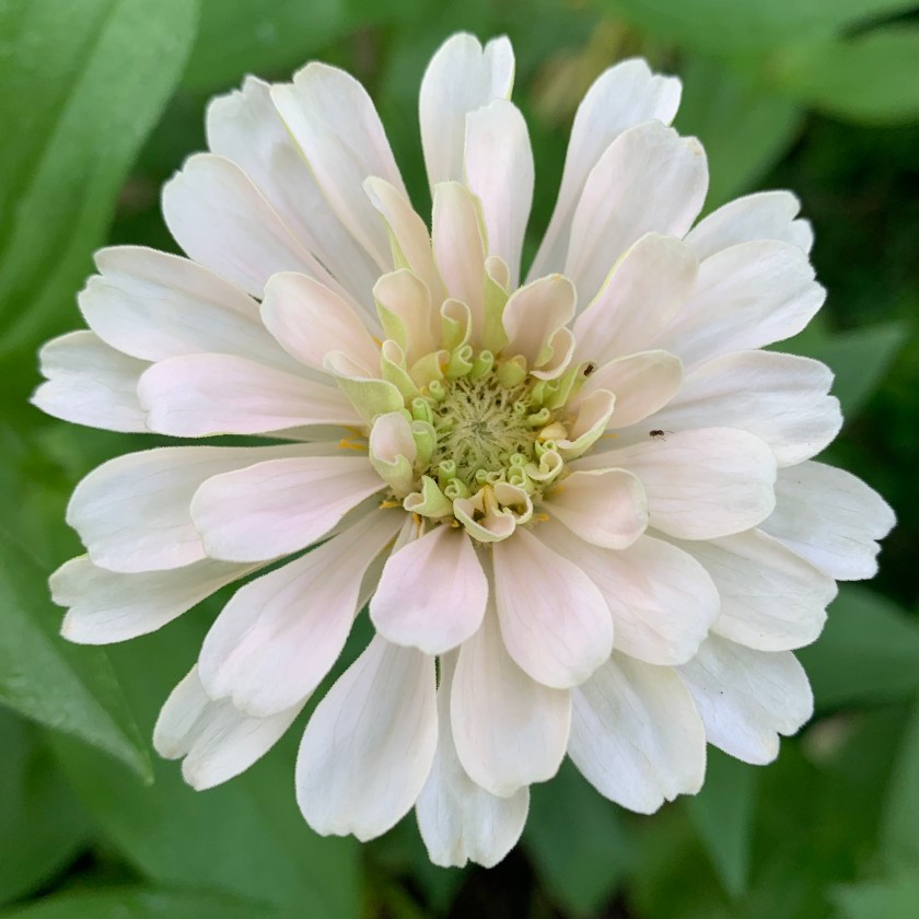 white zinnia flower