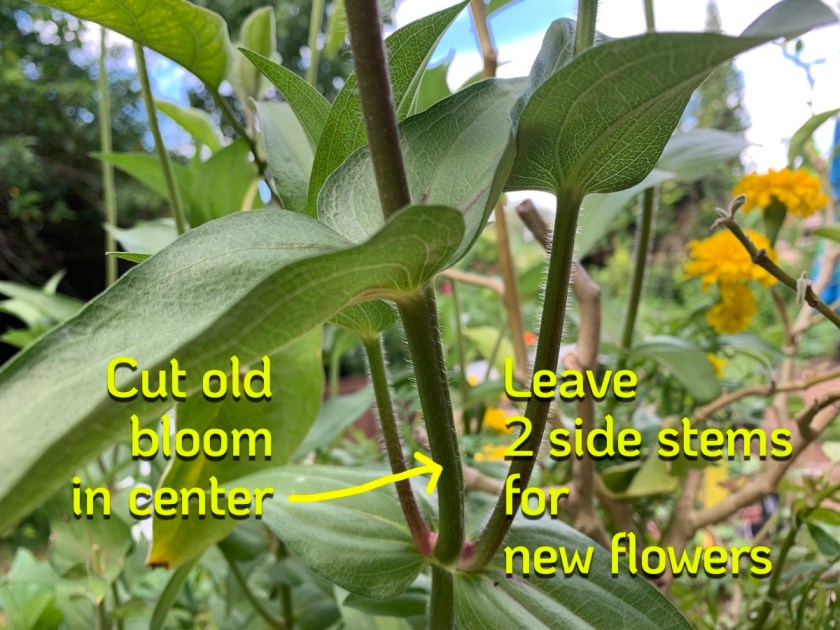 cutting zinnias