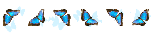 blue butterflies divider