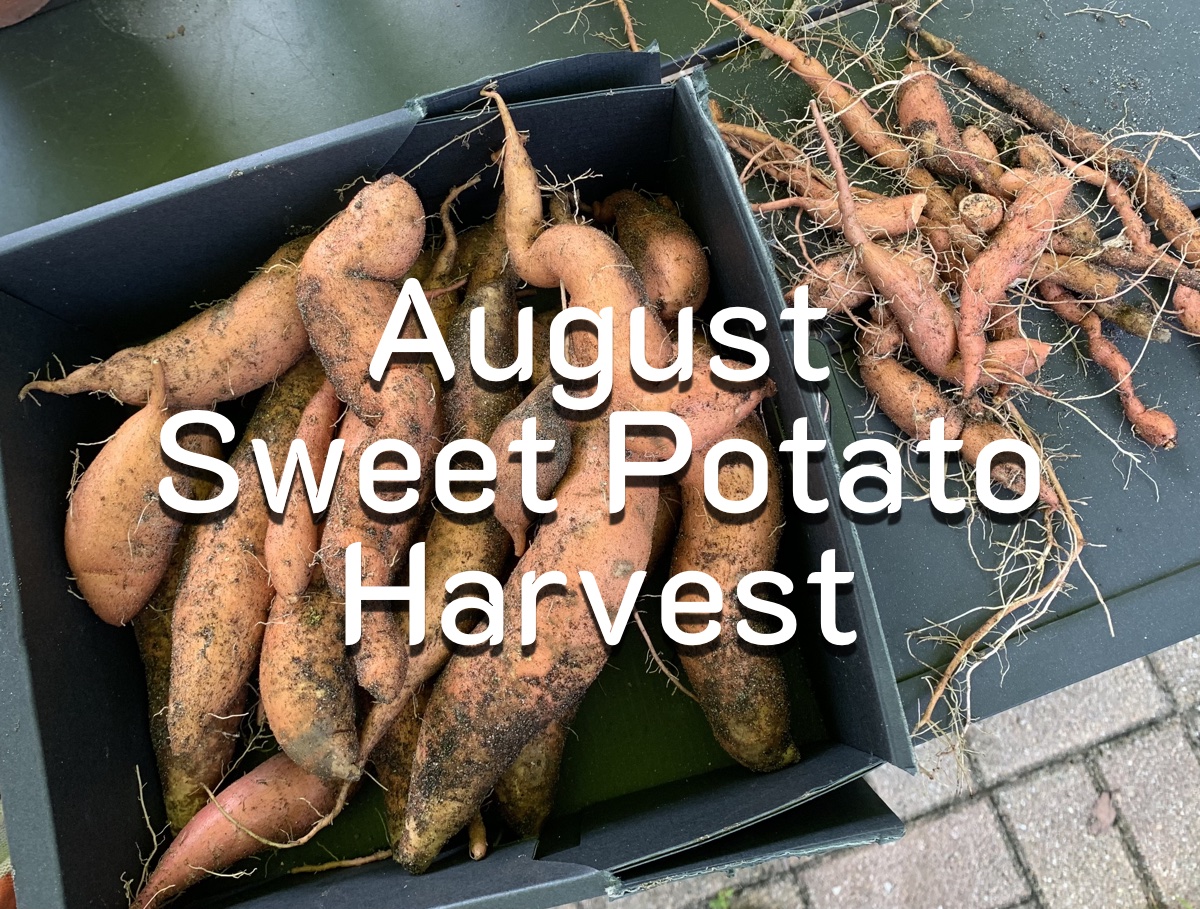 Sweet Potato Harvest in&nbsp;August