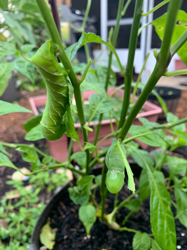 tomato hornworms on pepper plant