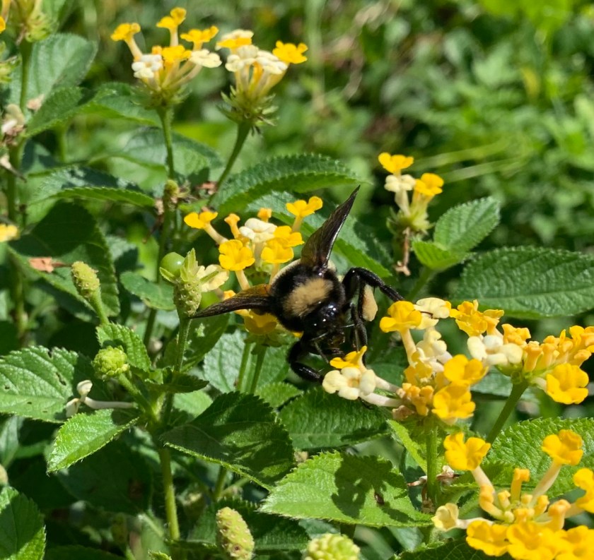 yellow lantana with bee