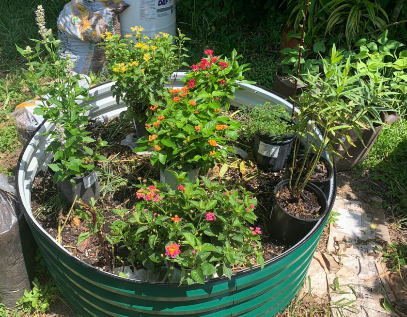 new flowers from Lindsey's