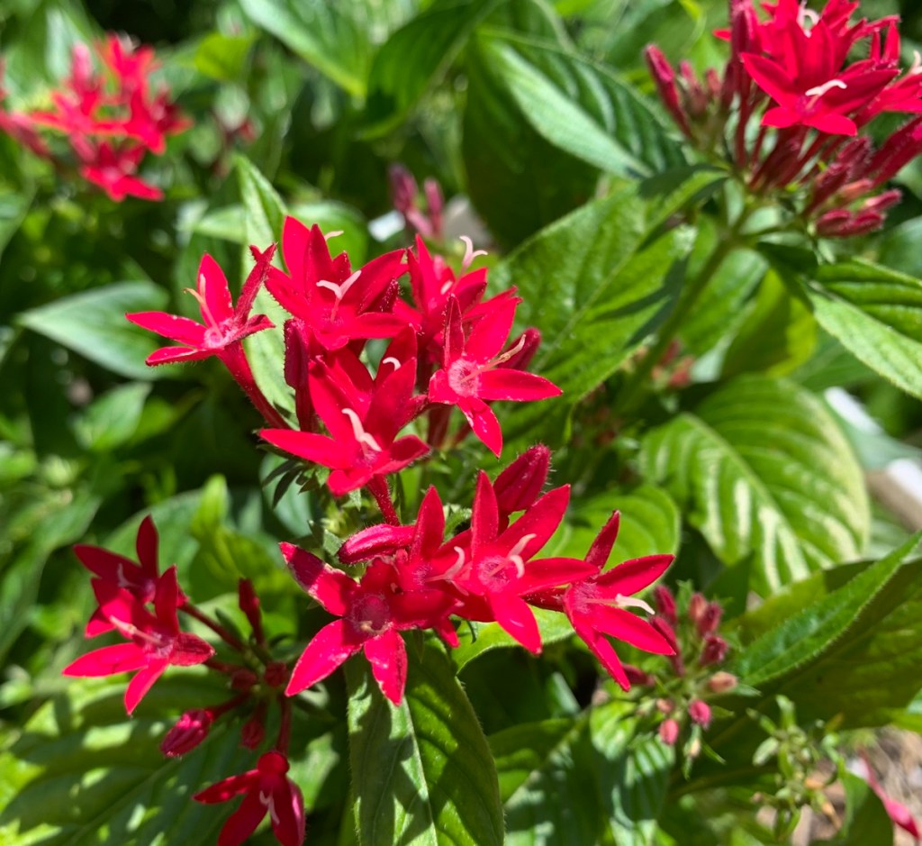 New flowers from the local nursery in pots and ready to go in the ground.