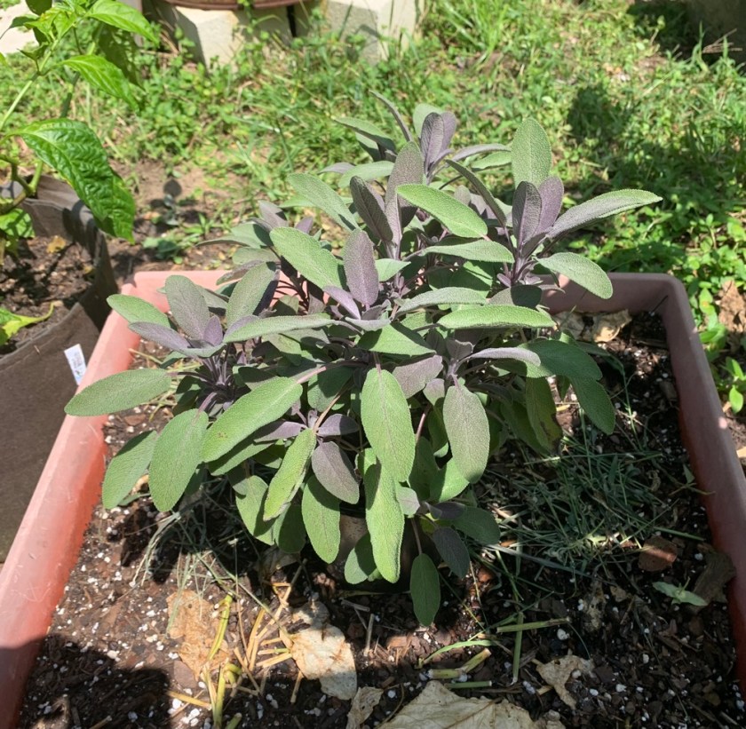 purple sage