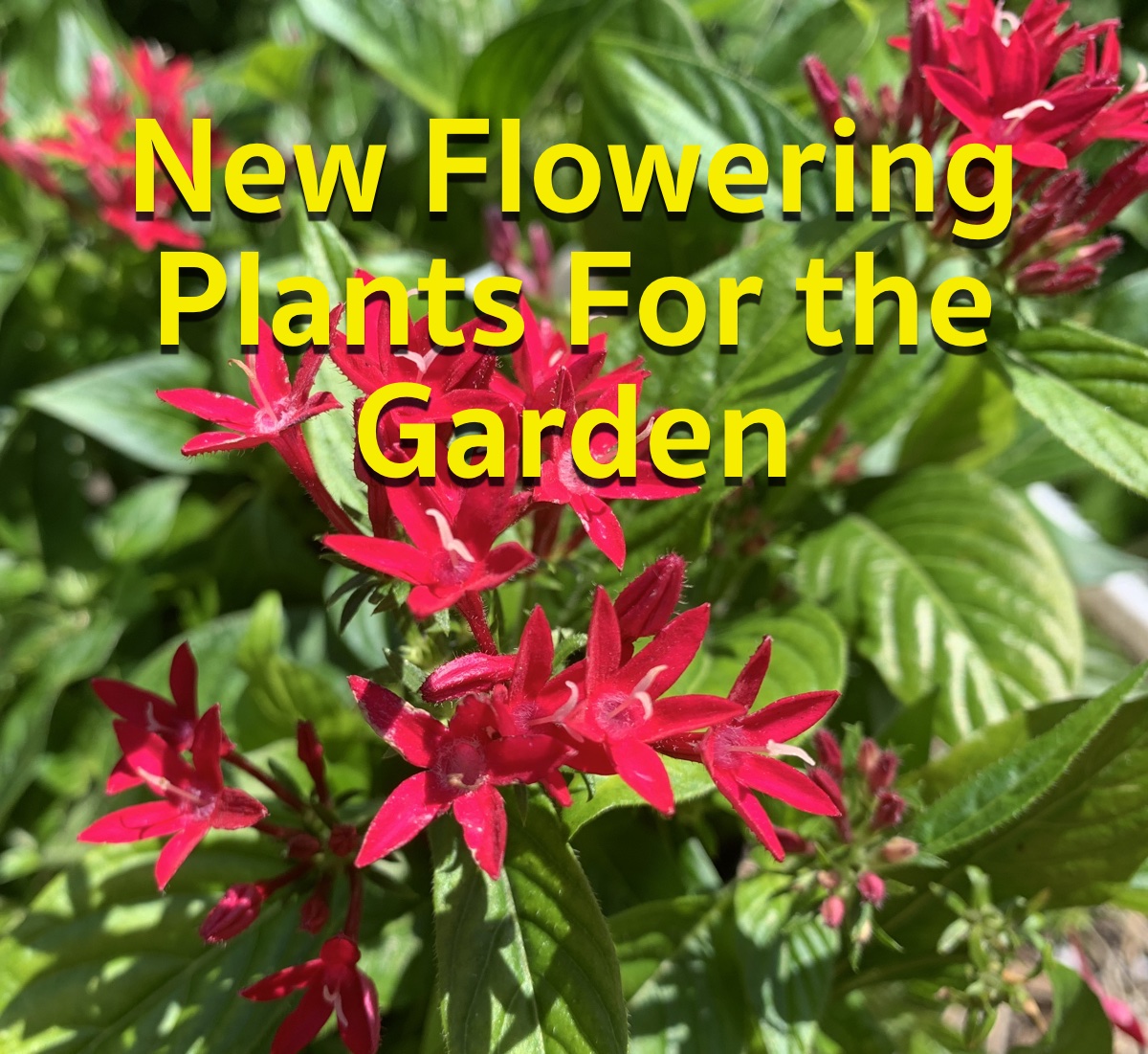 Colorful Blooming Plants for Bees, Butterflies, and&nbsp;Me