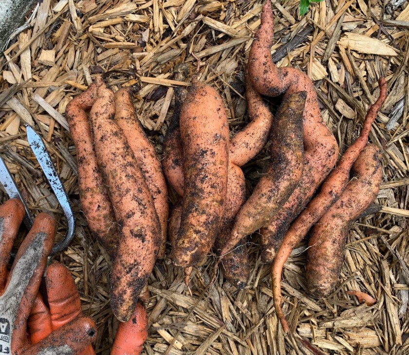 sweet potato harvest
