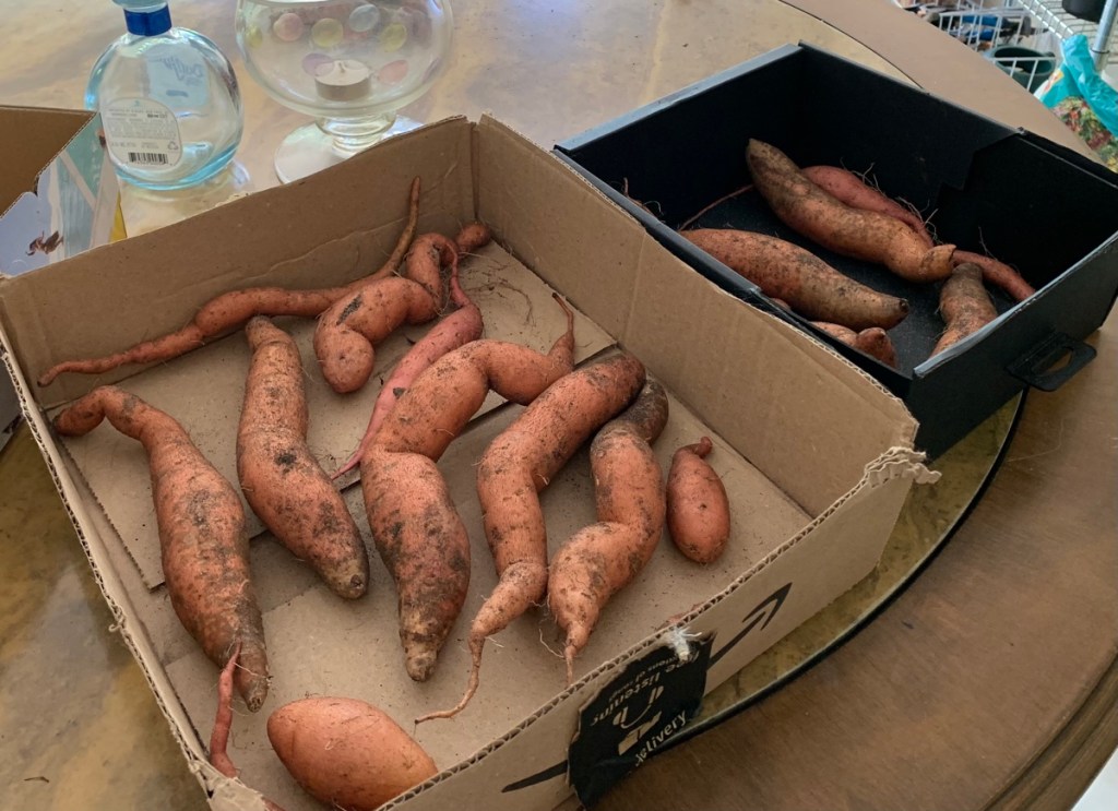 sweet potatoes curing in boxes on the porch