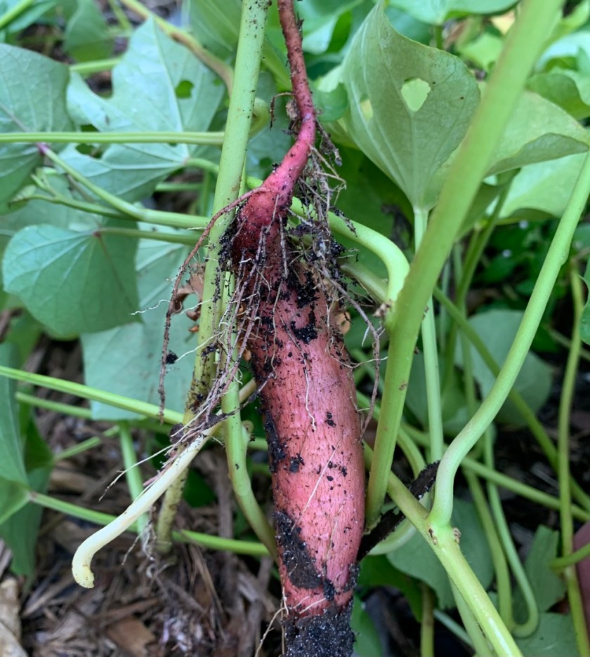 sweet potato on a root