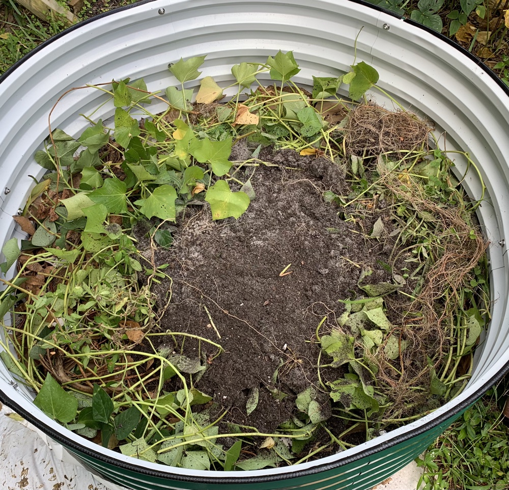 sweet potato vines as compost