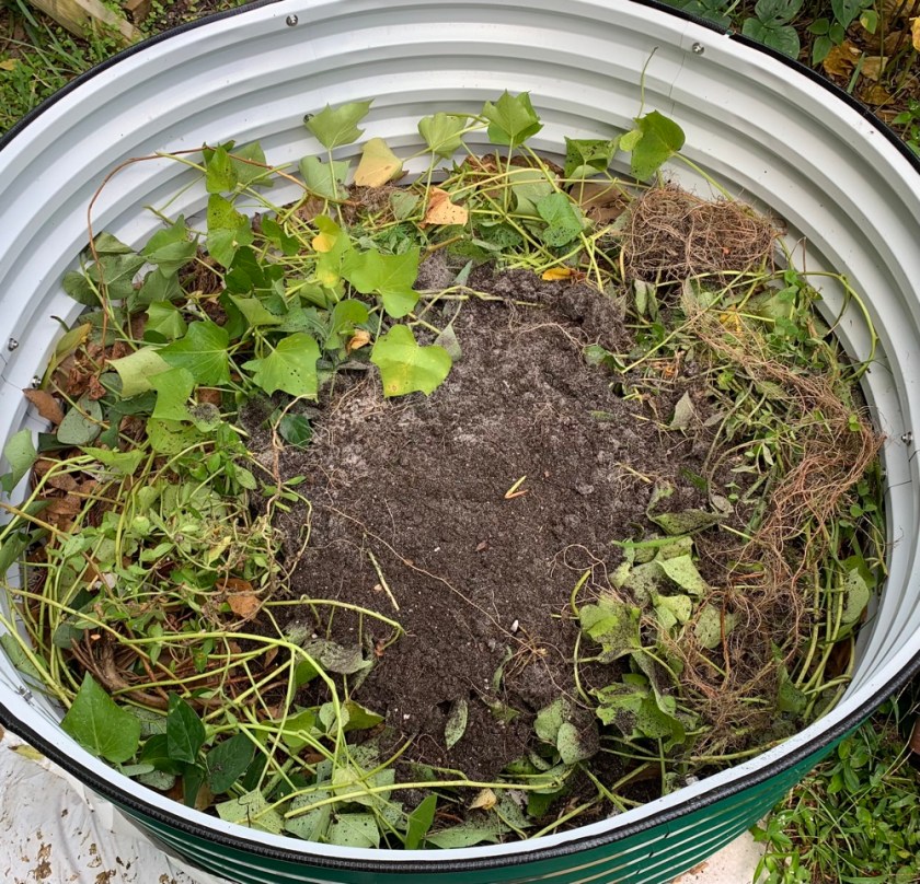 sweet potato vines as compost