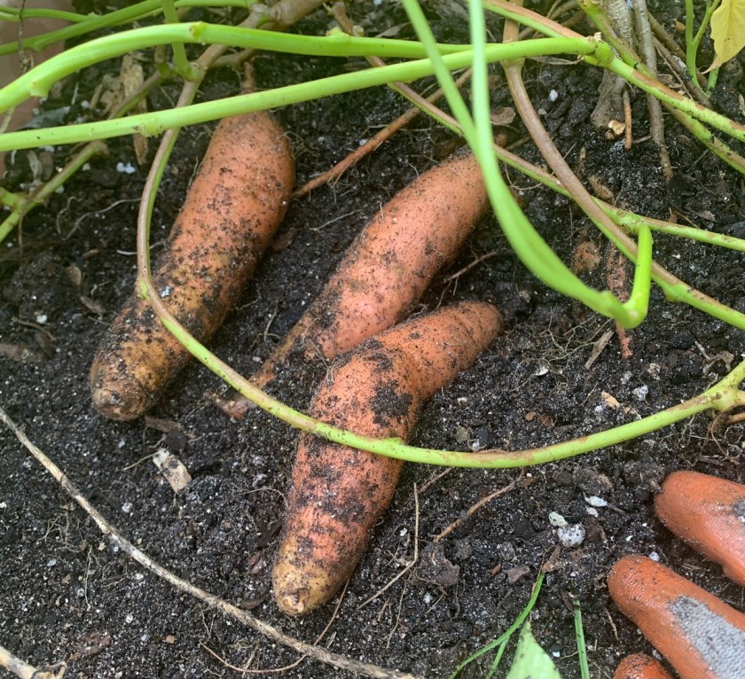 digging sweet potatoes