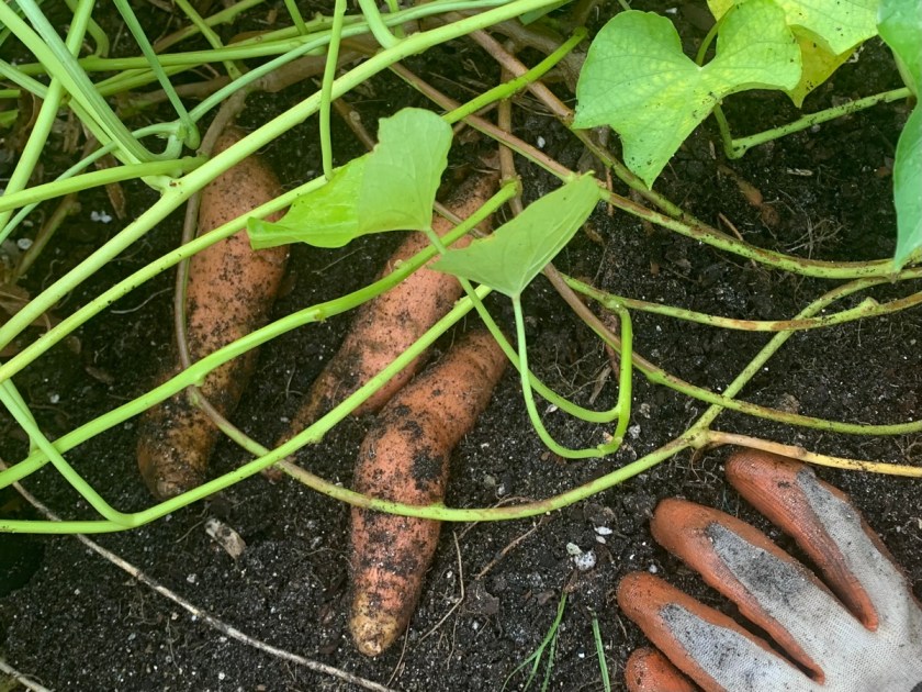 digging sweet potatoes