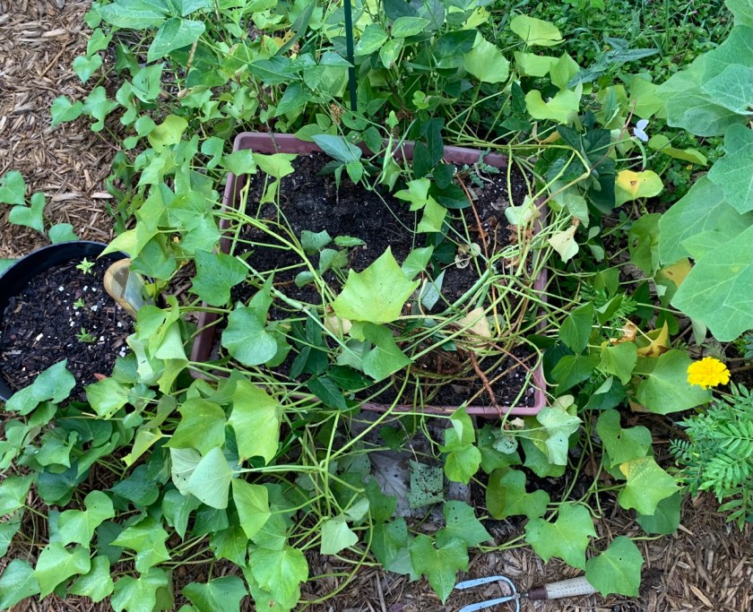 sweet potato vines