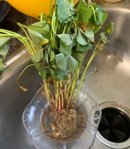 sweet potato slips are wilted when they arrive.