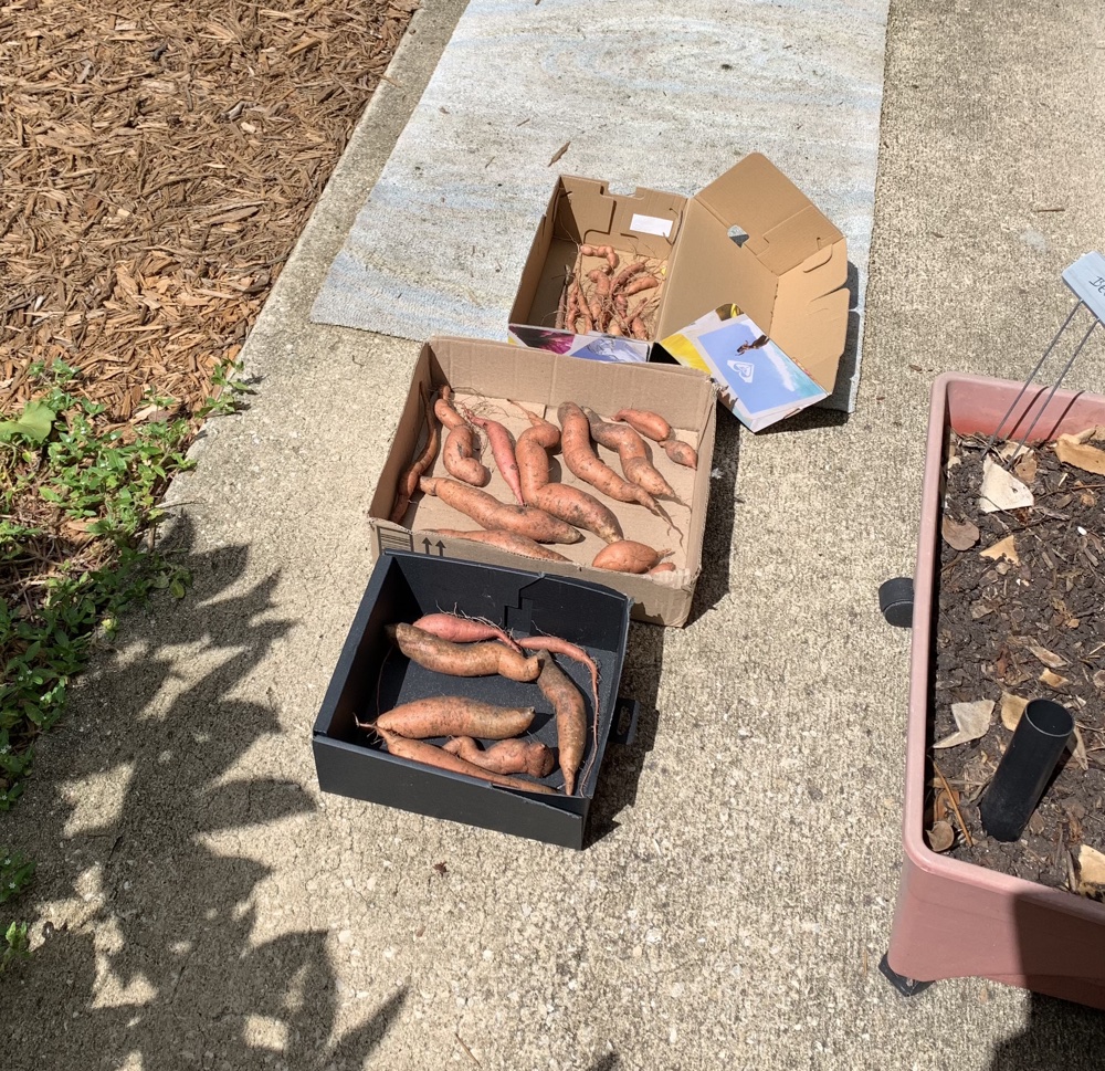 sweet potatoes curing in sun