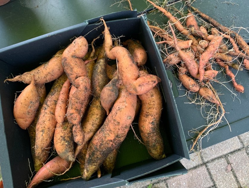 Sweet potatoes home grown