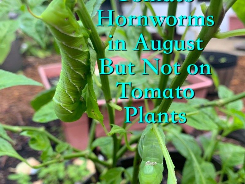 The Tomato Hornworm Doesn’t Need Tomatoes To Be&nbsp;Happy