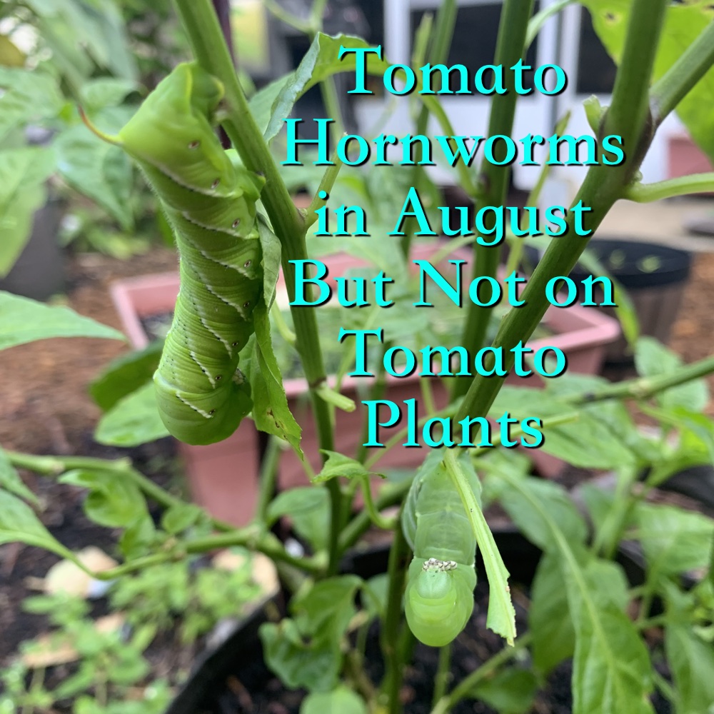 The Tomato Hornworm Doesn’t Need Tomatoes To Be&nbsp;Happy