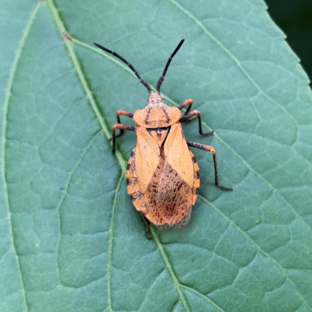unidentified beetle bug