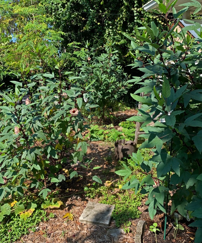 Big roselle bushes flowering in September.