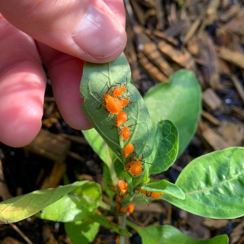 orange nymphs black legs