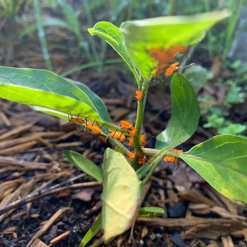 orange nymphs black legs