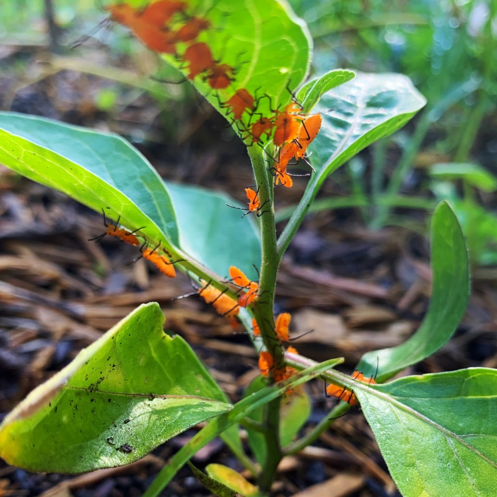  bright orange nymphs on Walter's ground cherry plant.
